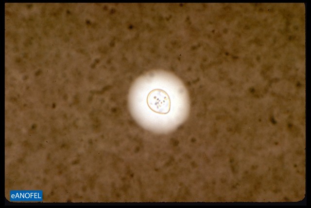 C033
