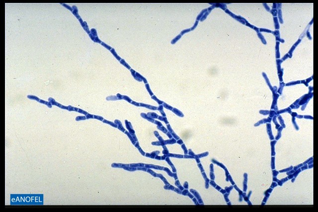 C060