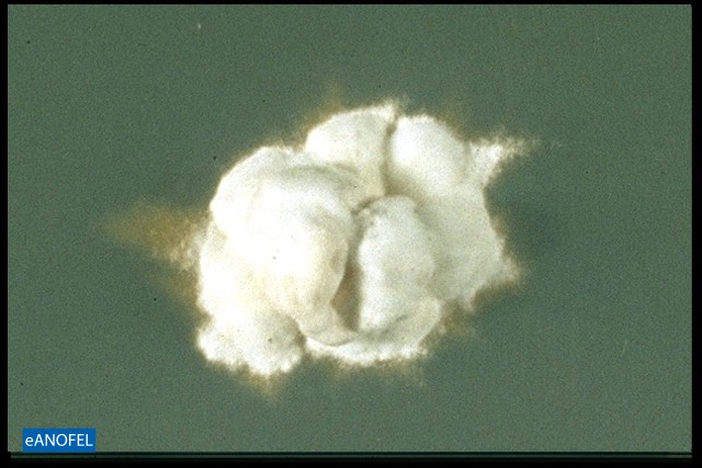 C072