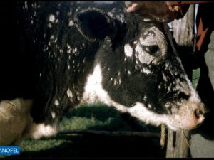 C161