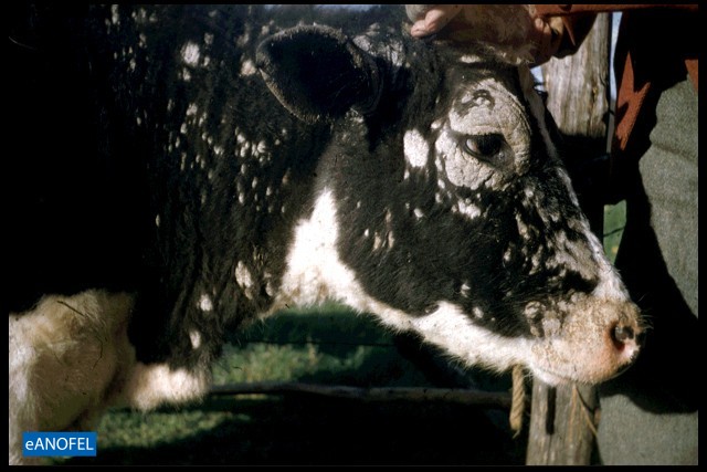 C161