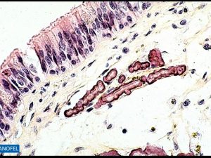 C230