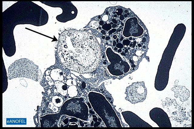 C255