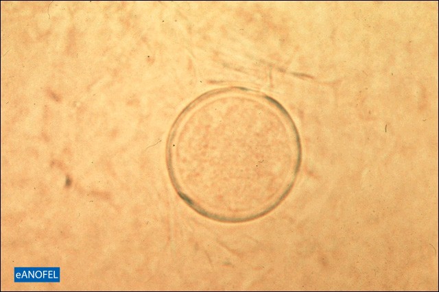 C369