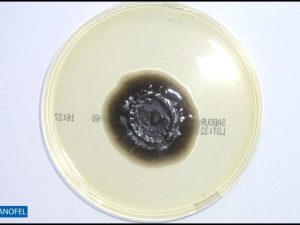 C619
