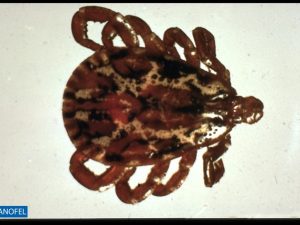 E004