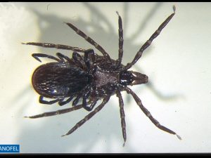 E005