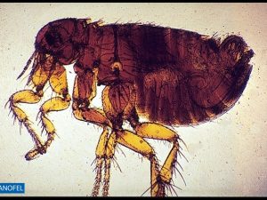 E031