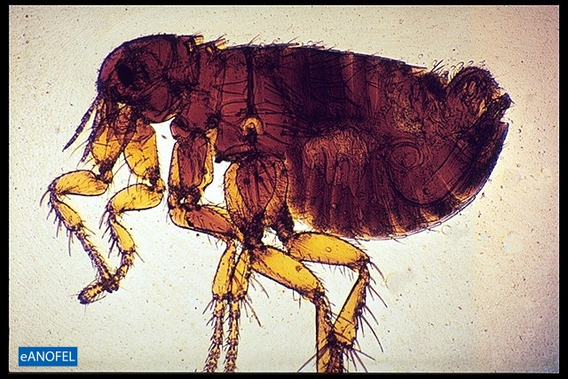 E031