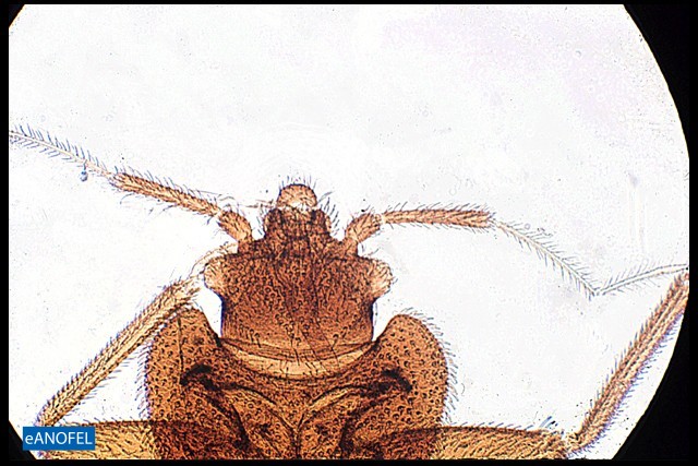E132