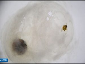 E233