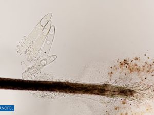 E289