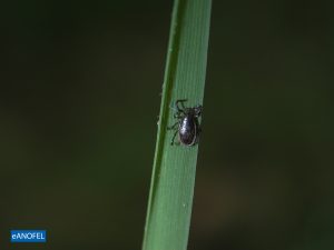 E291