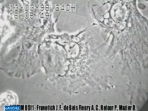 F033