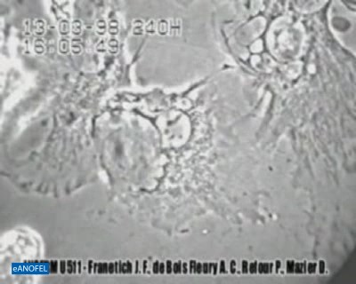 F033