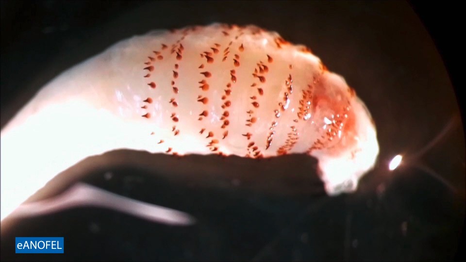 F043