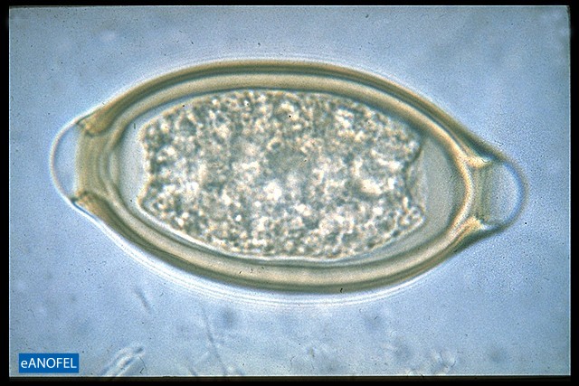 H002