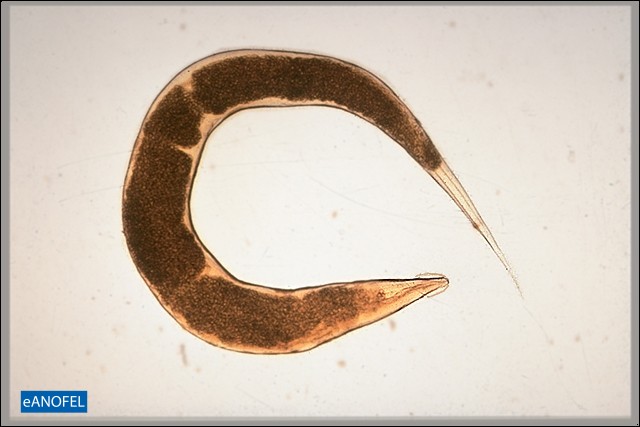 H004