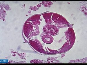 H006