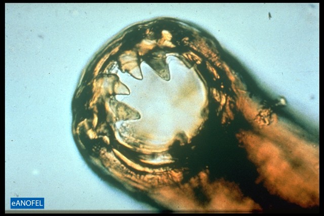 H013