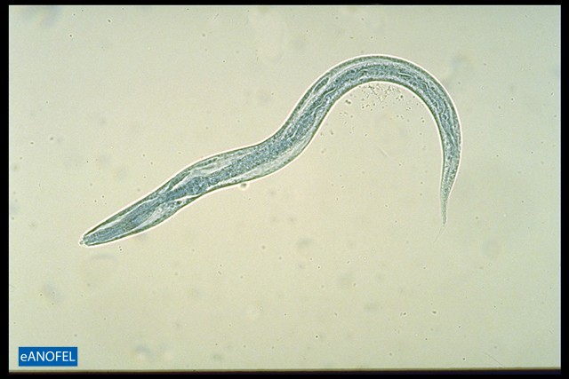 H017