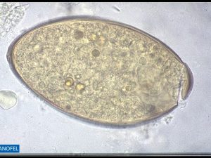 H055