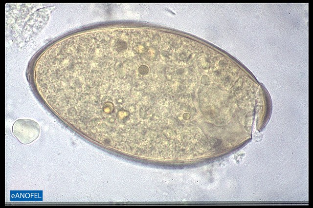 H055