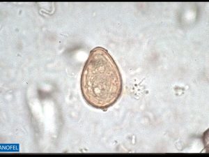 H058