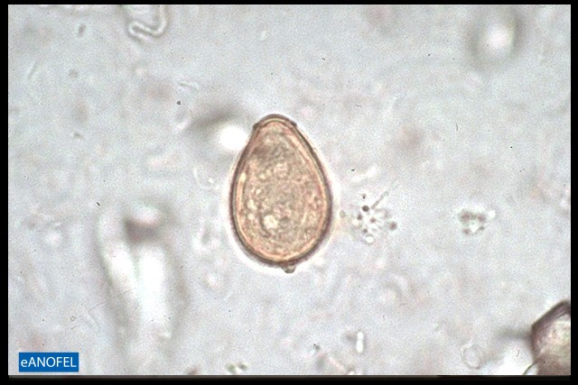 H058