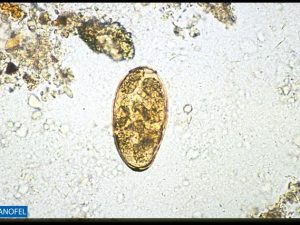H059