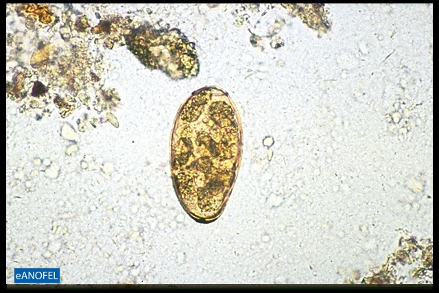 H059