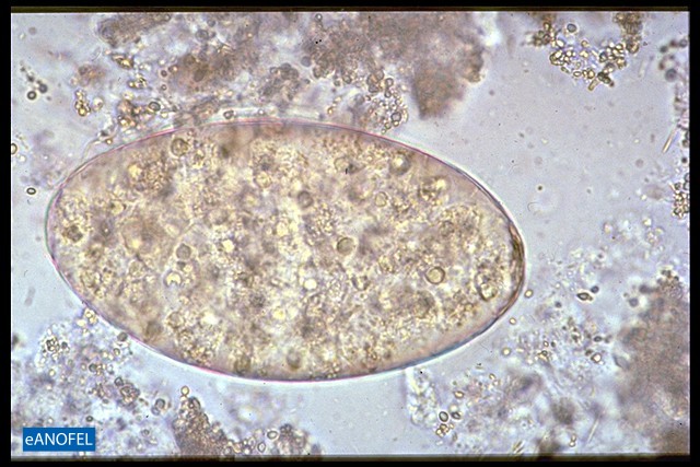 H061