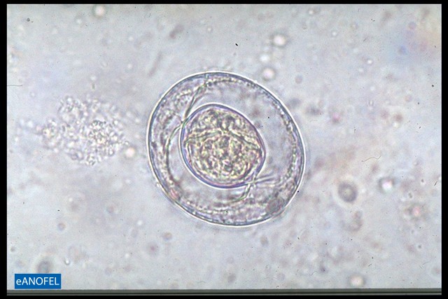 H090