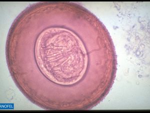 H091