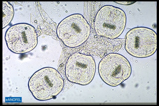 H098