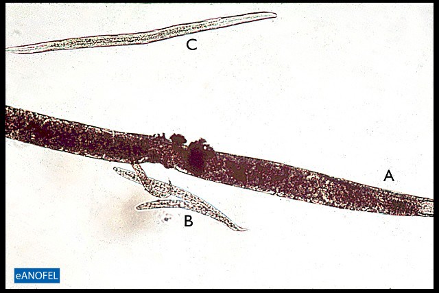 H183