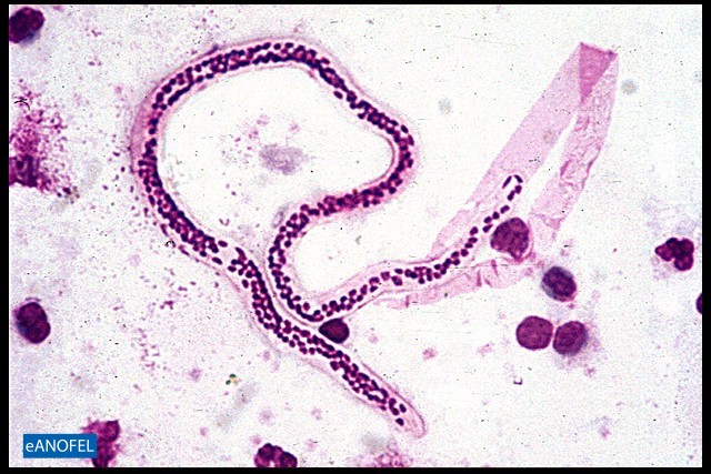 H191