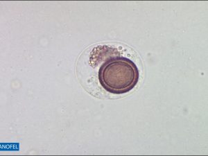 H239