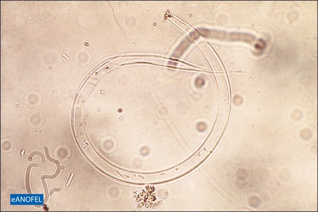 H267