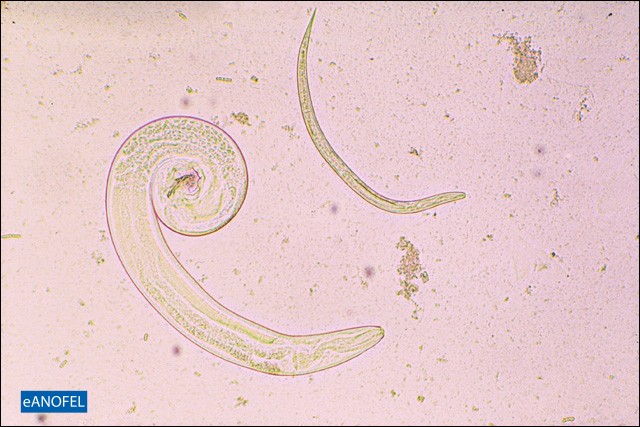 H269