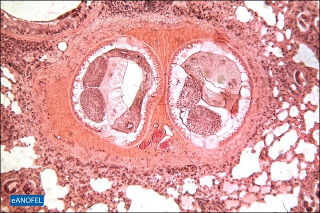 H273