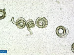 H276