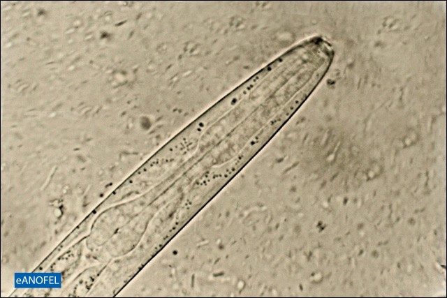 H296