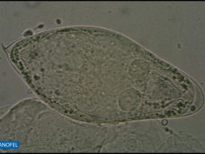 H436