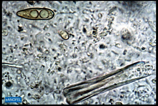 L010