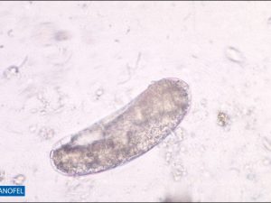 L015