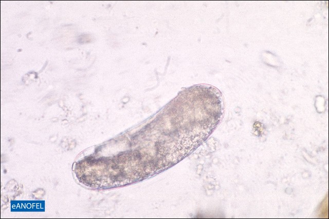 L015
