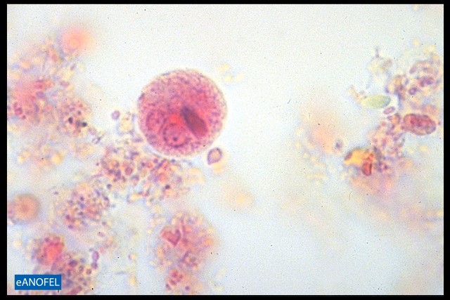 P001