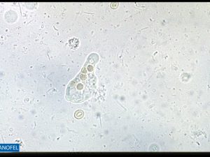 P002