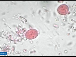 P013
